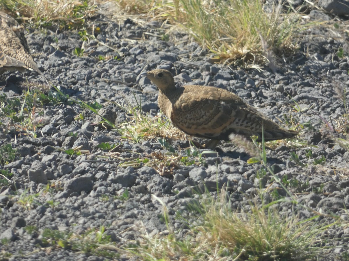 stepokur hnědobřichý - ML646796259