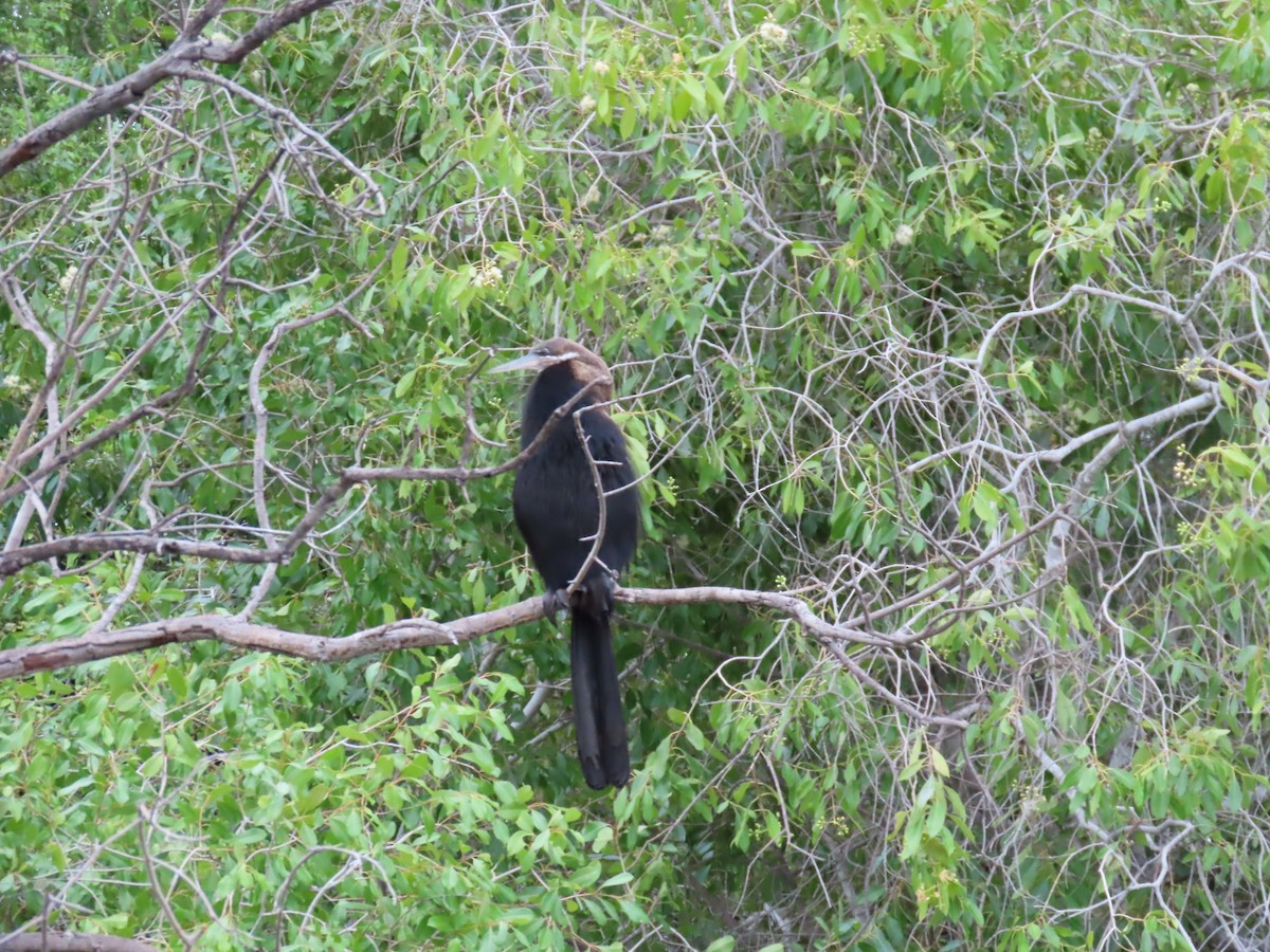 African Darter - ML646796263