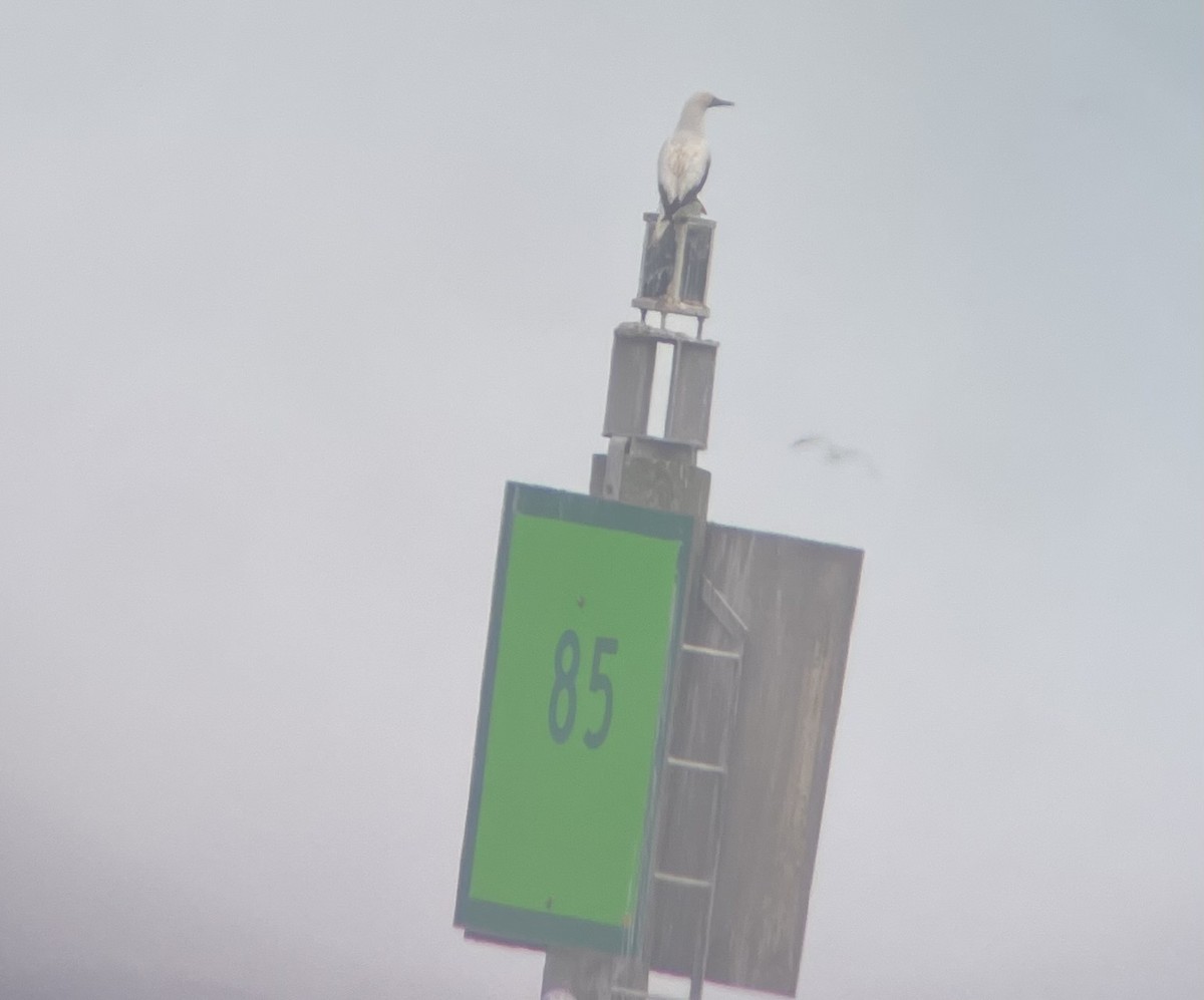 Красноногая олуша - ML646796264