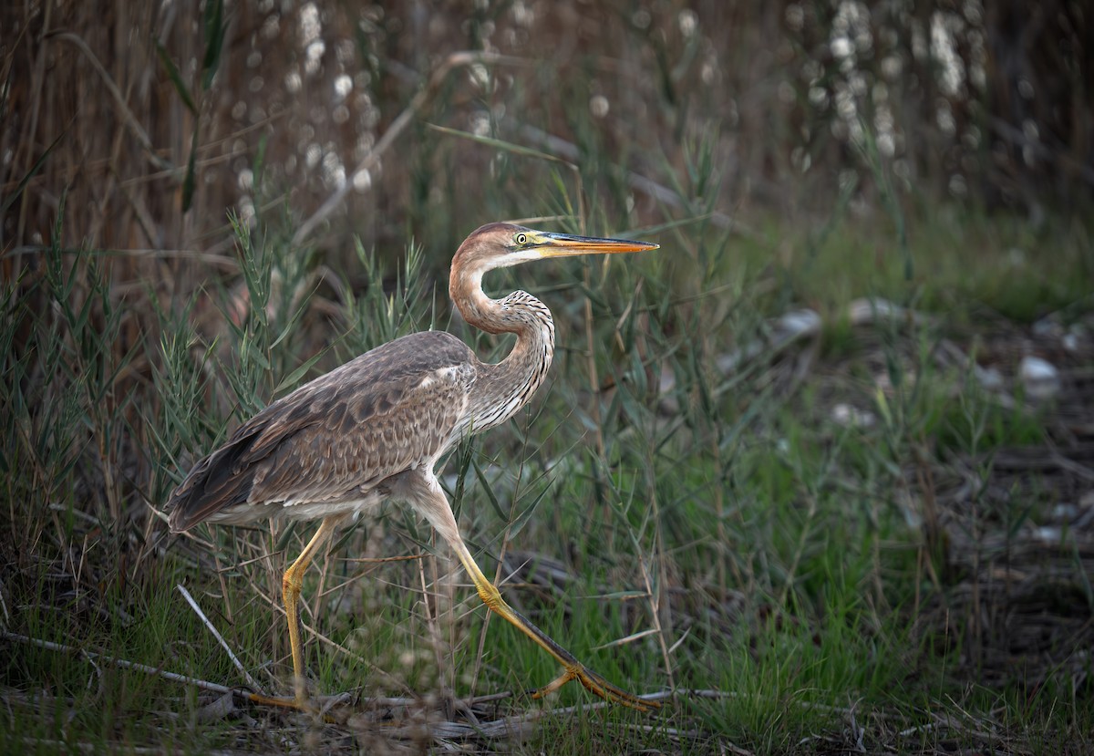 ムラサキサギ - ML646796265