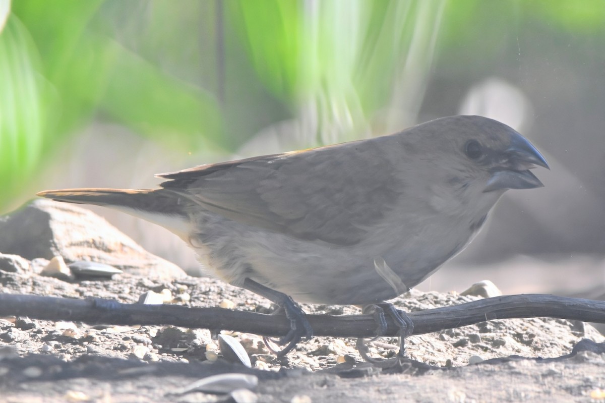 Scaly-breasted Munia - ML646796266