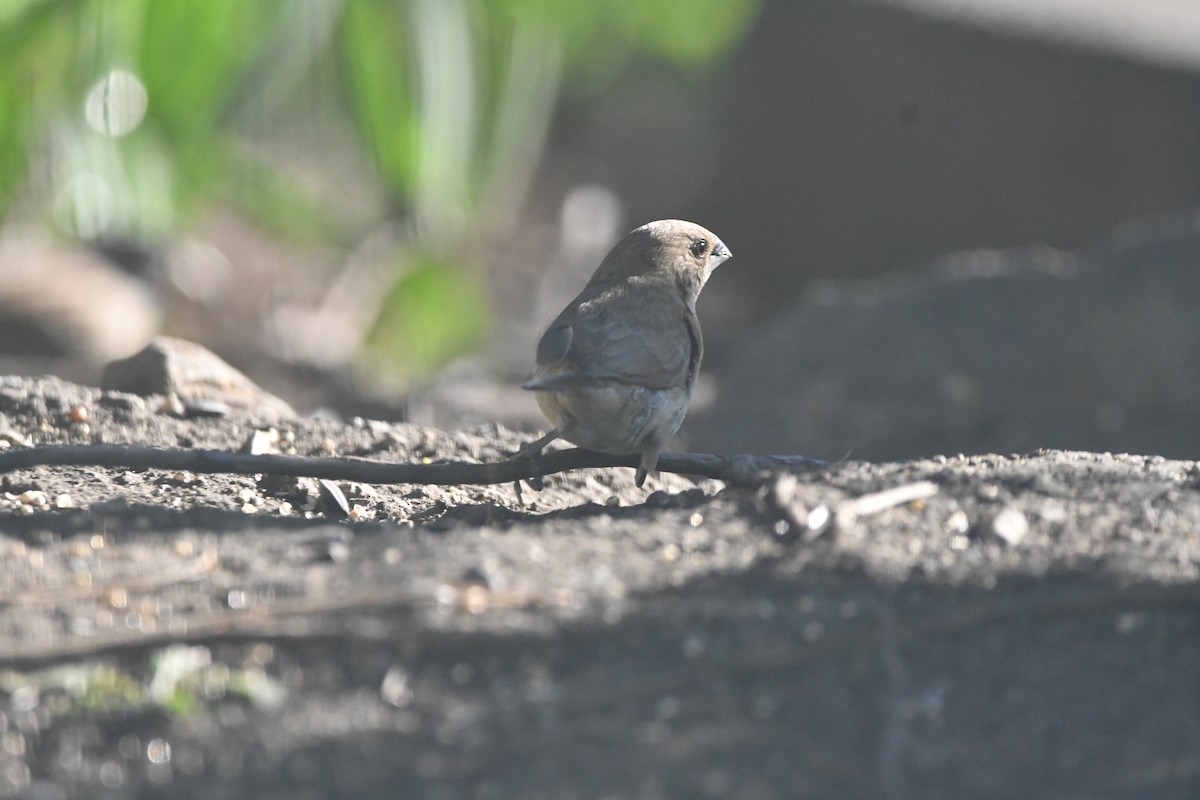Scaly-breasted Munia - ML646796267