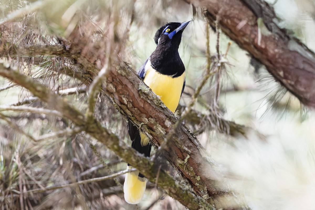 plysjskrike - ML646796268