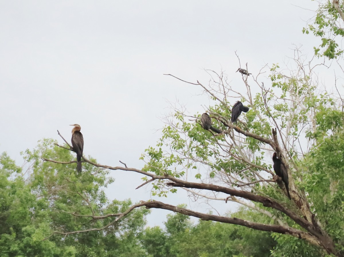 African Darter - ML646796269