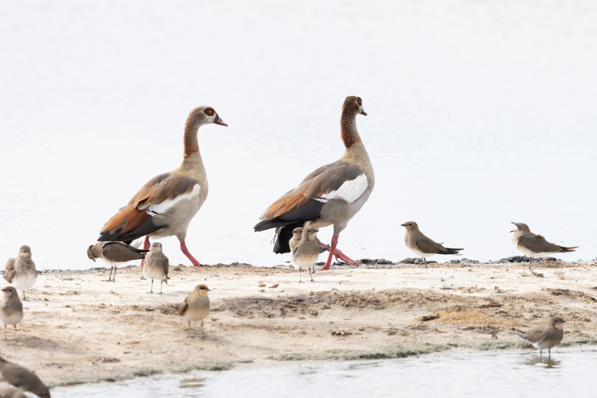 Egyptian Goose - ML646796274