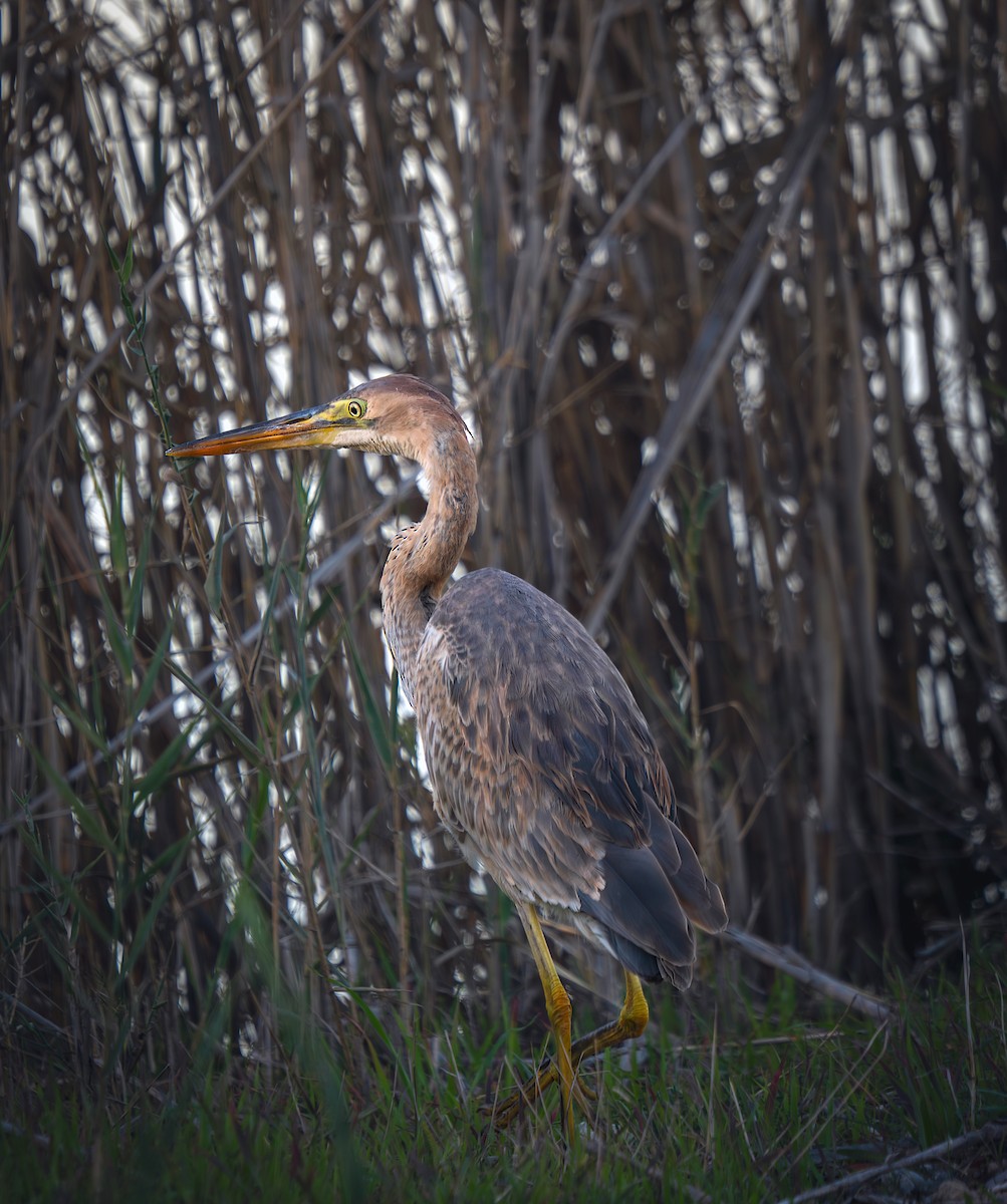 ムラサキサギ - ML646796276