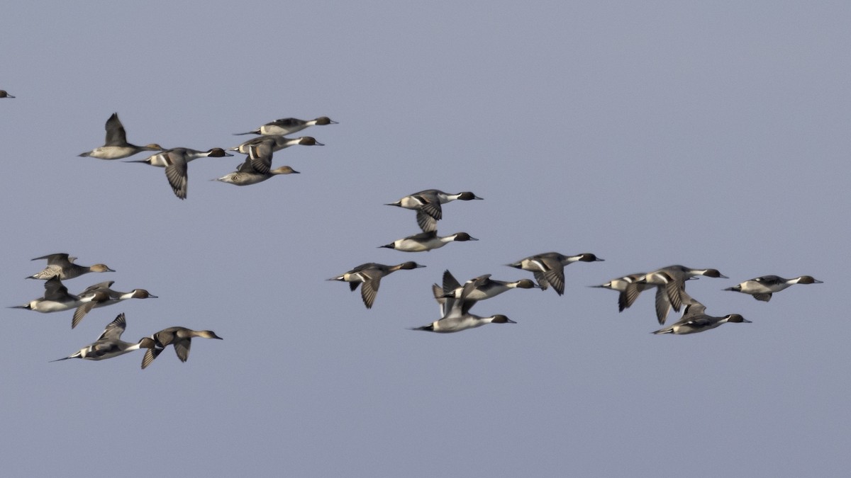 Ahate buztanluzea - ML646796278