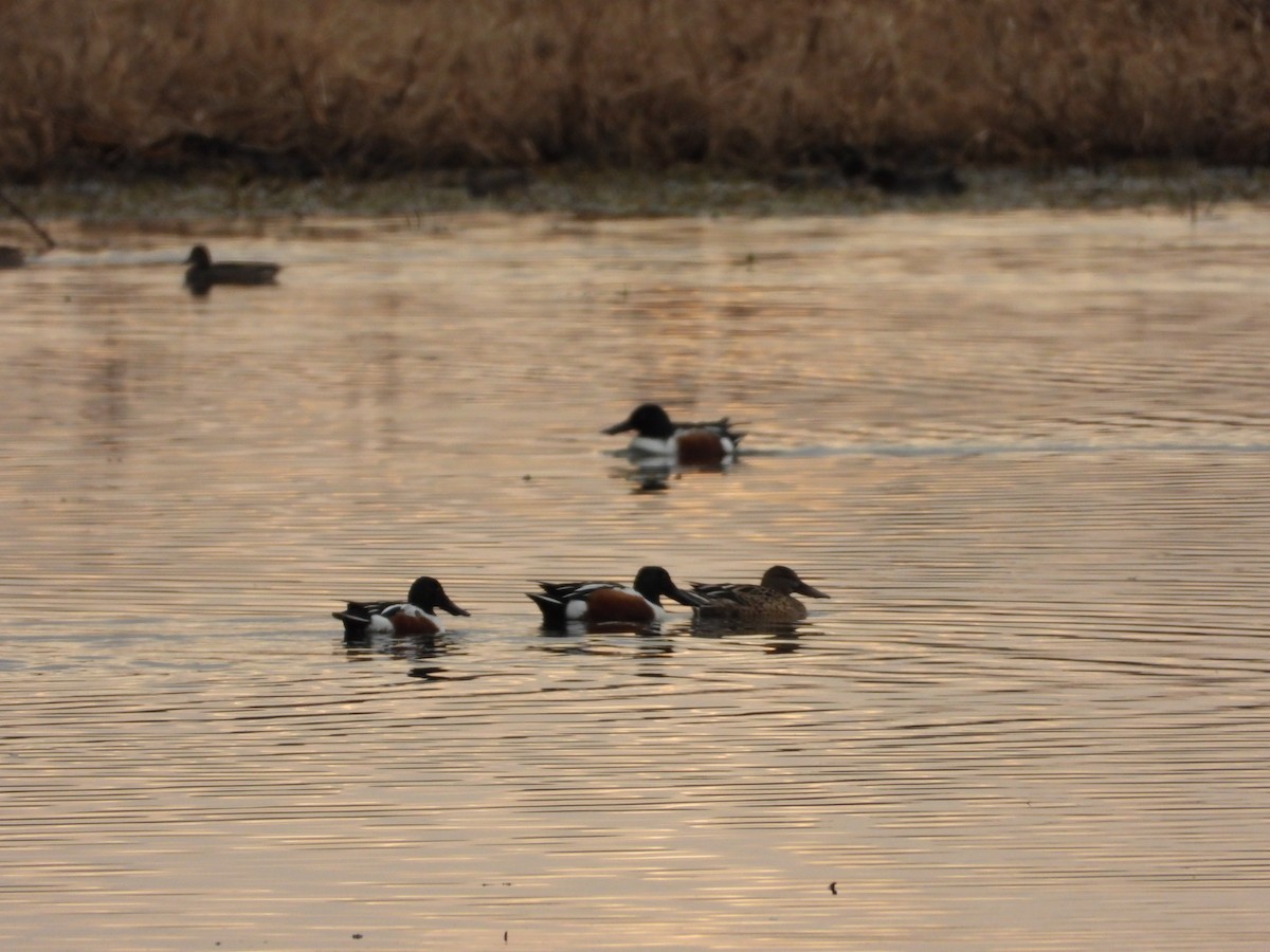 skjeand - ML646796279