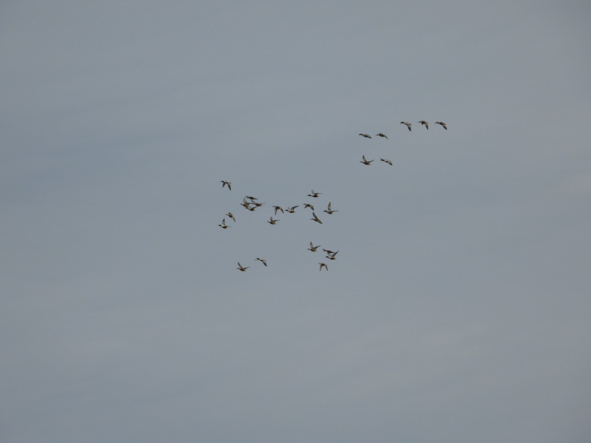 skjeand - ML646796281