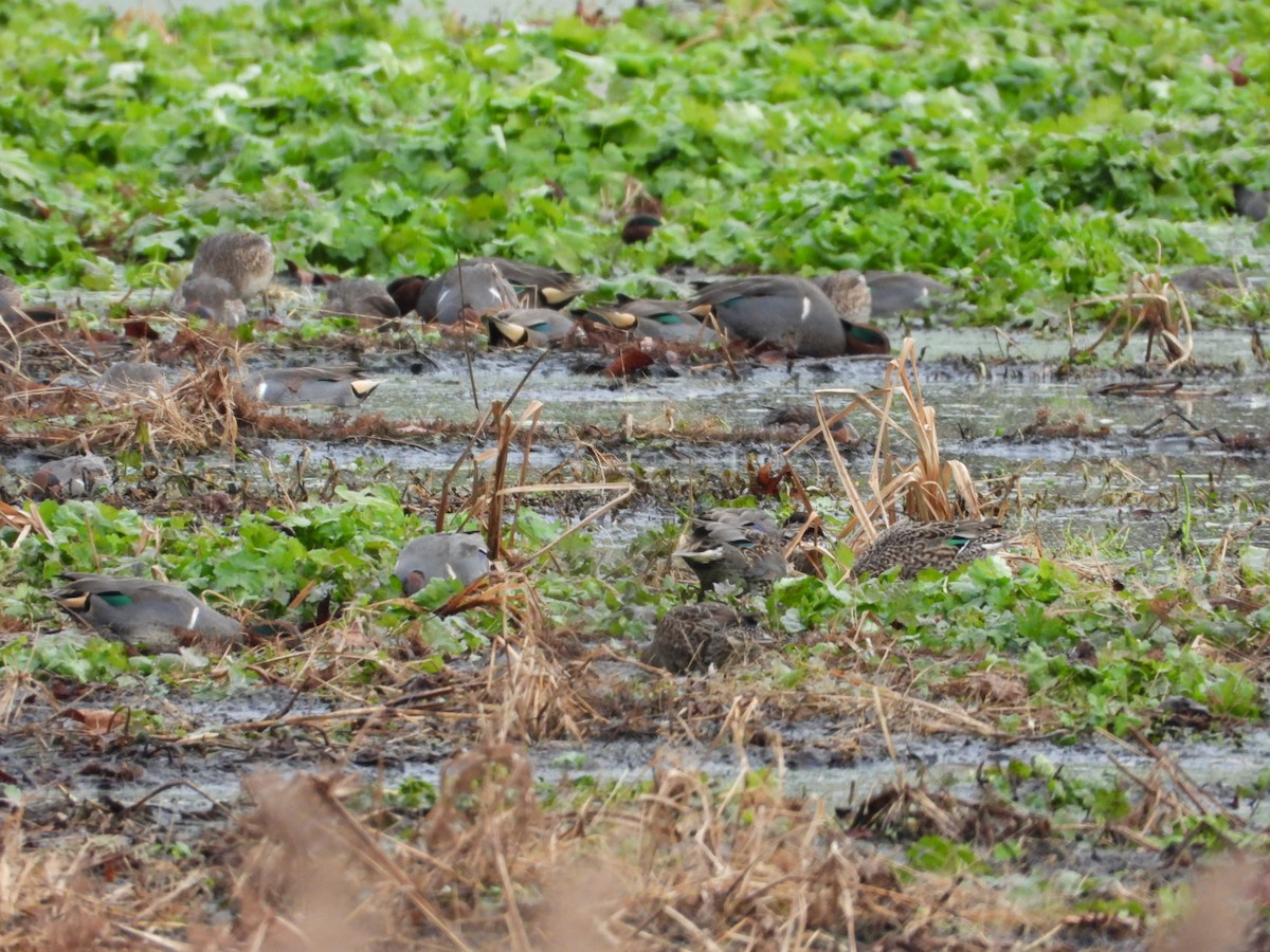 krikkand - ML646796284