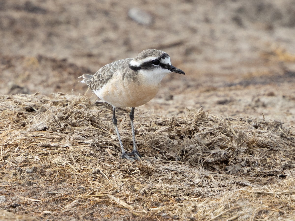 Kittlitz's Plover - ML646796285