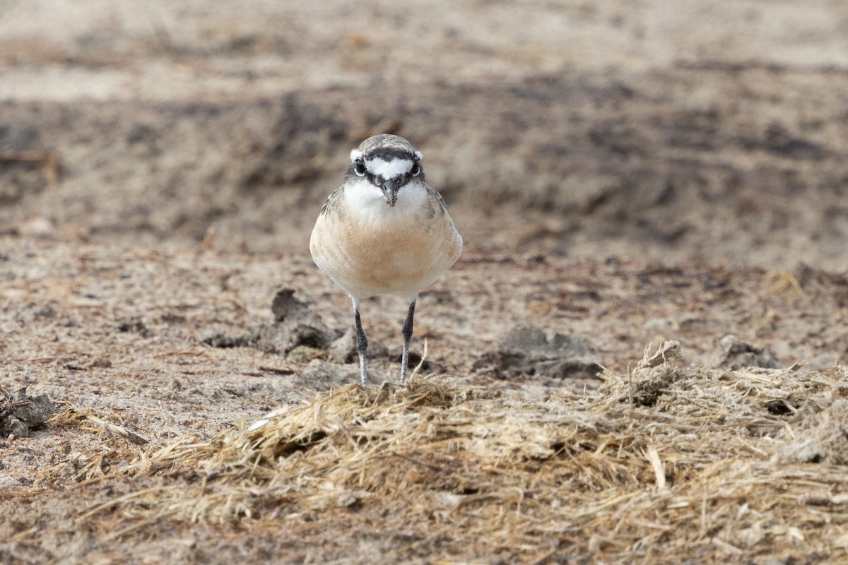 Kittlitz's Plover - ML646796286