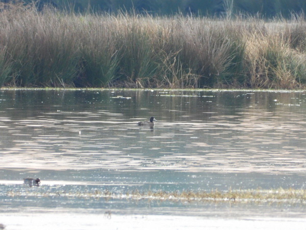 Greater/Lesser Scaup - ML646796287