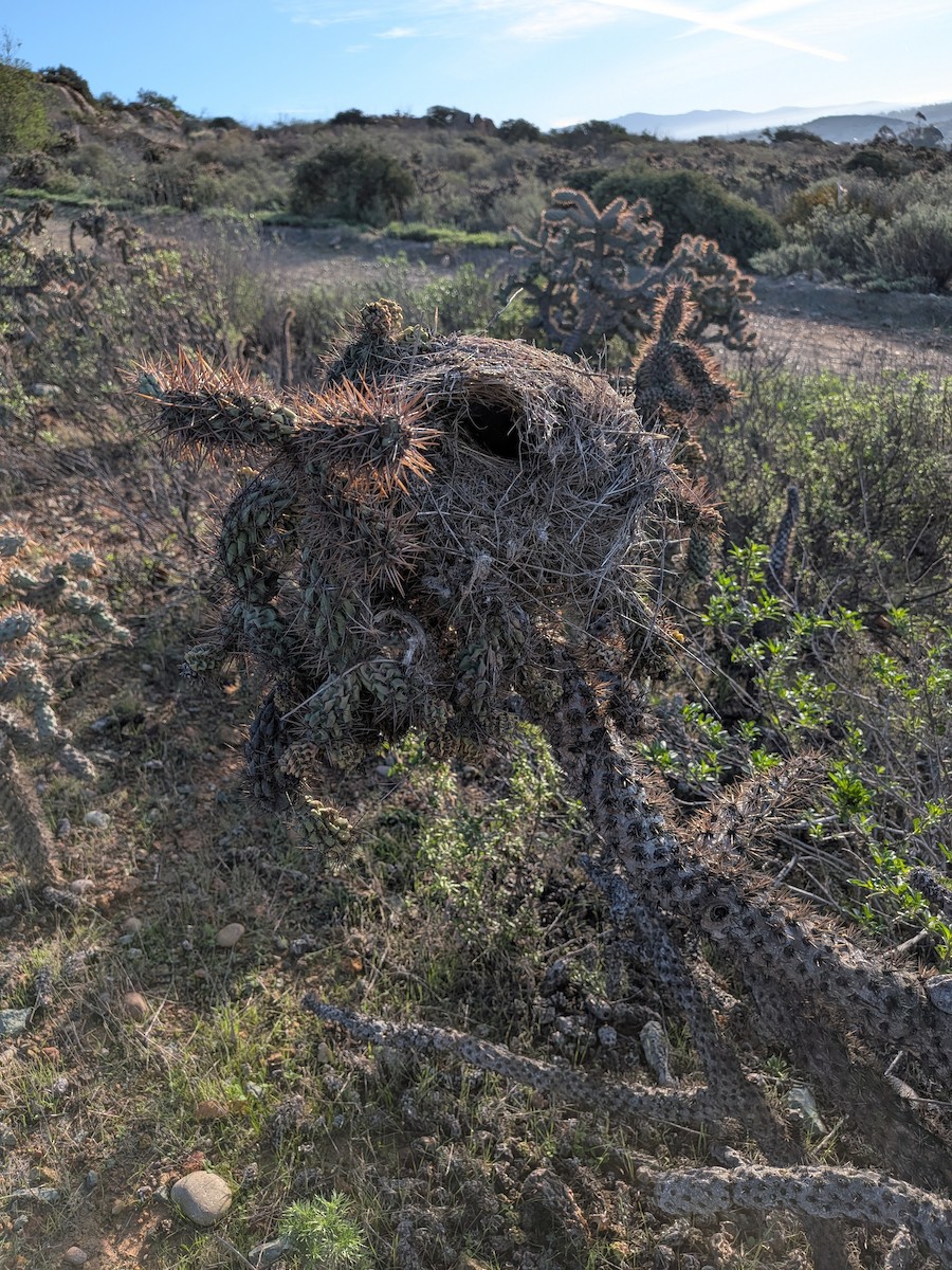 Cactus Wren - ML646796288