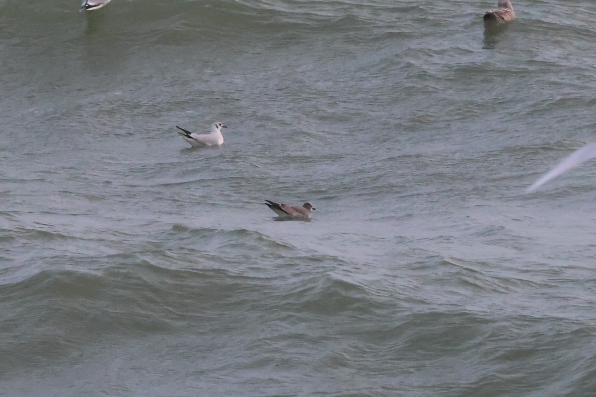 Laughing Gull - ML646796289