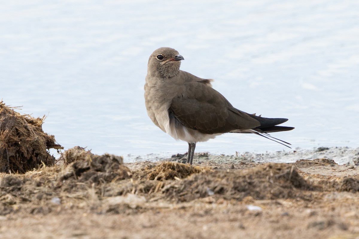 Collared Pratincole - ML646796291