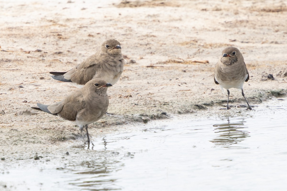 Collared Pratincole - ML646796292