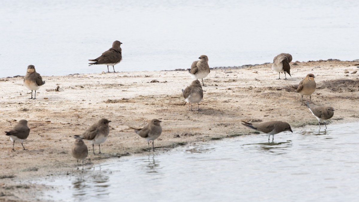 Collared Pratincole - ML646796293