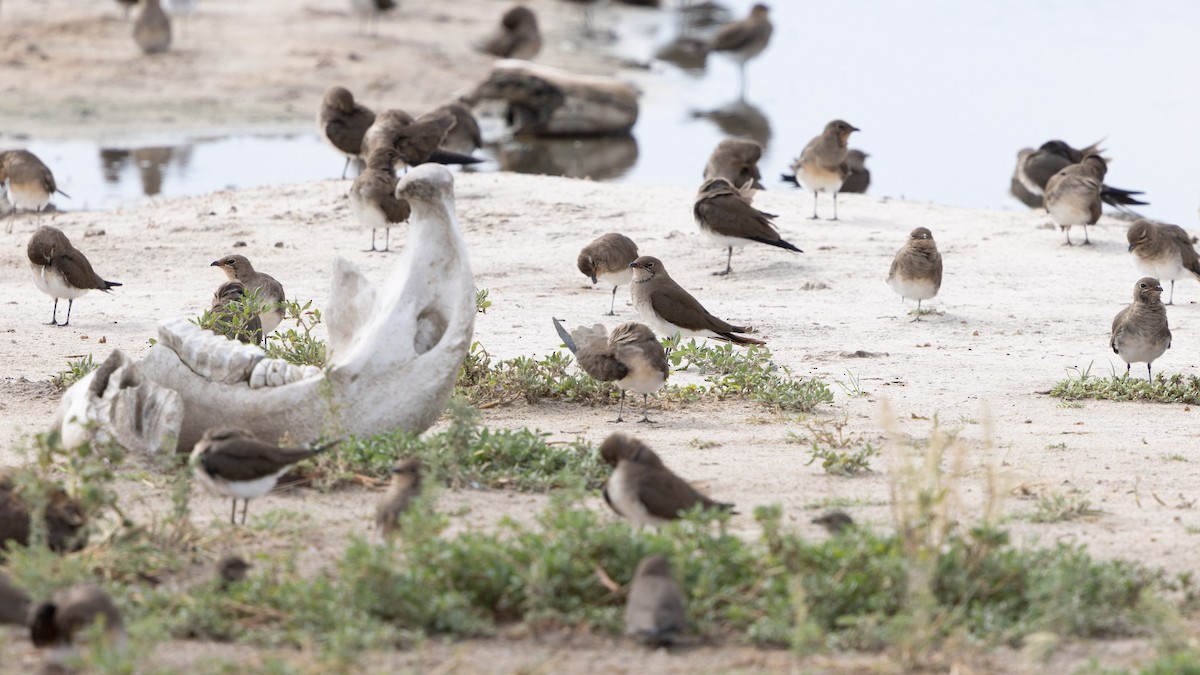 Collared Pratincole - ML646796294