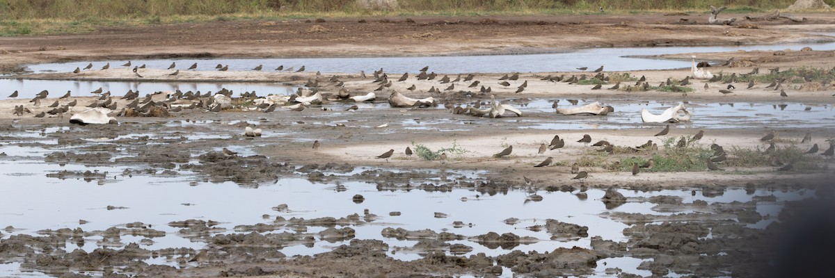Collared Pratincole - ML646796295