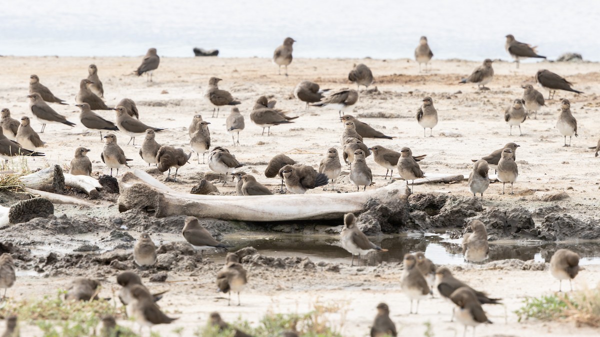 Collared Pratincole - ML646796296