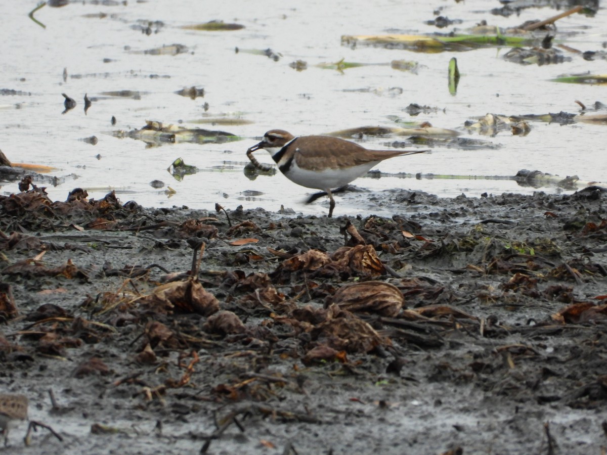 Killdeer - ML646796297
