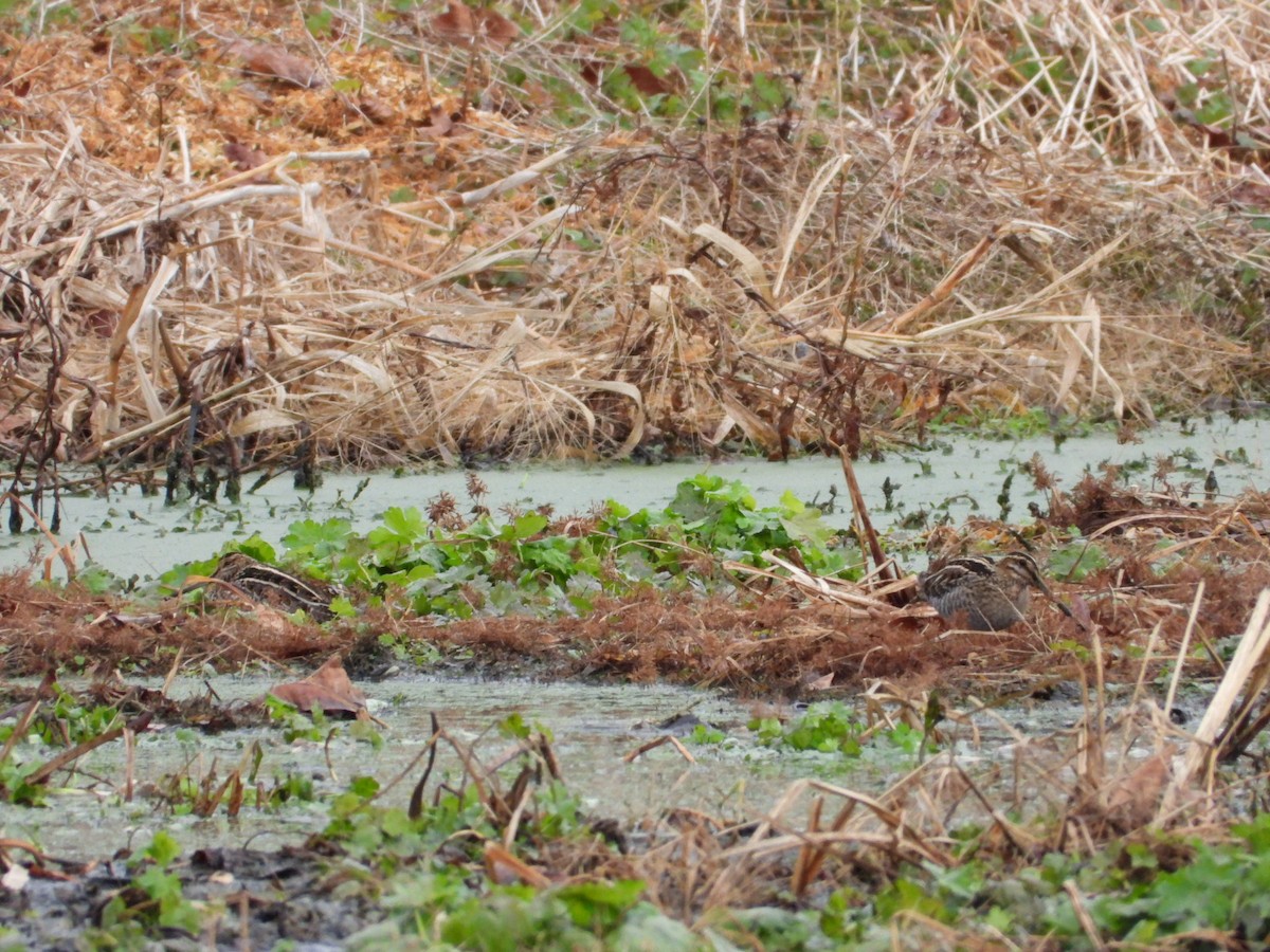 Wilson's Snipe - ML646796298