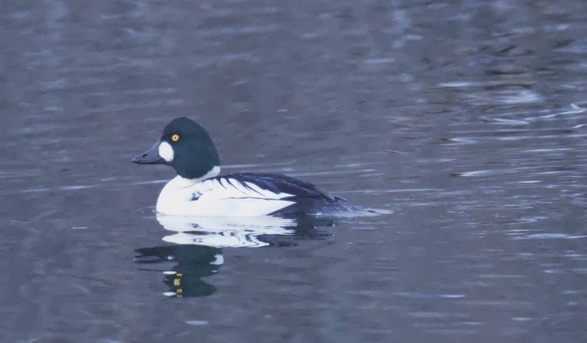 Common Goldeneye - ML646796299