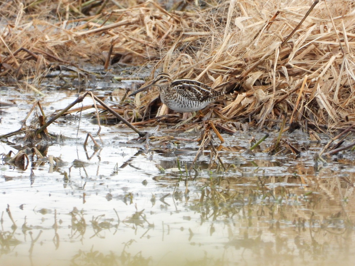 Wilson's Snipe - ML646796300