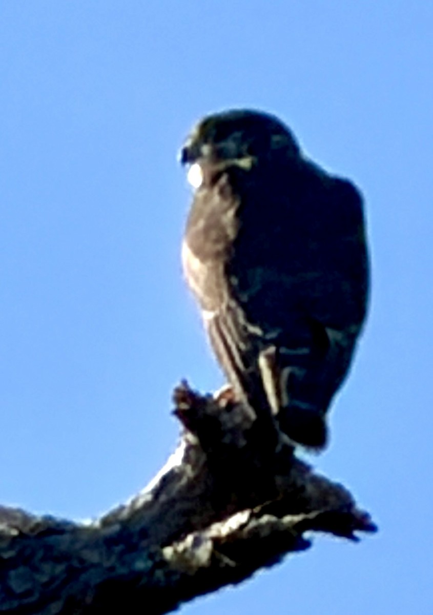 Merlin - ML646796301