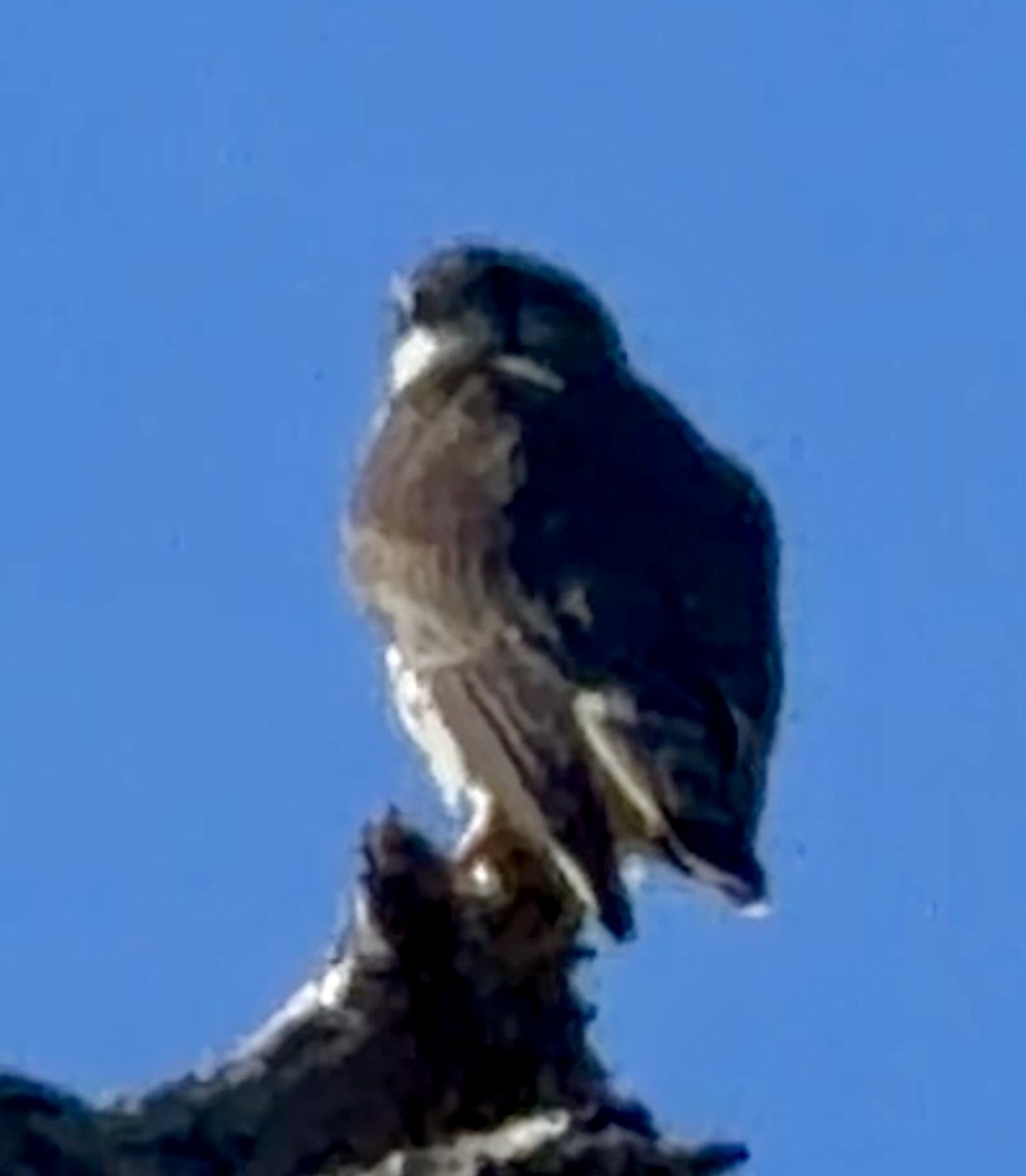 Merlin - ML646796302