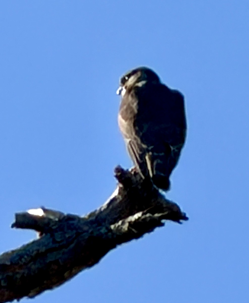 Merlin - ML646796303