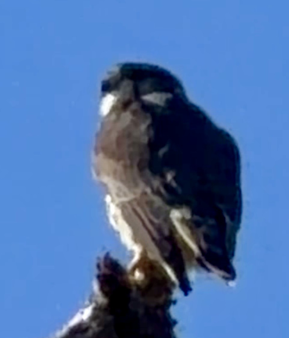 Merlin - ML646796304