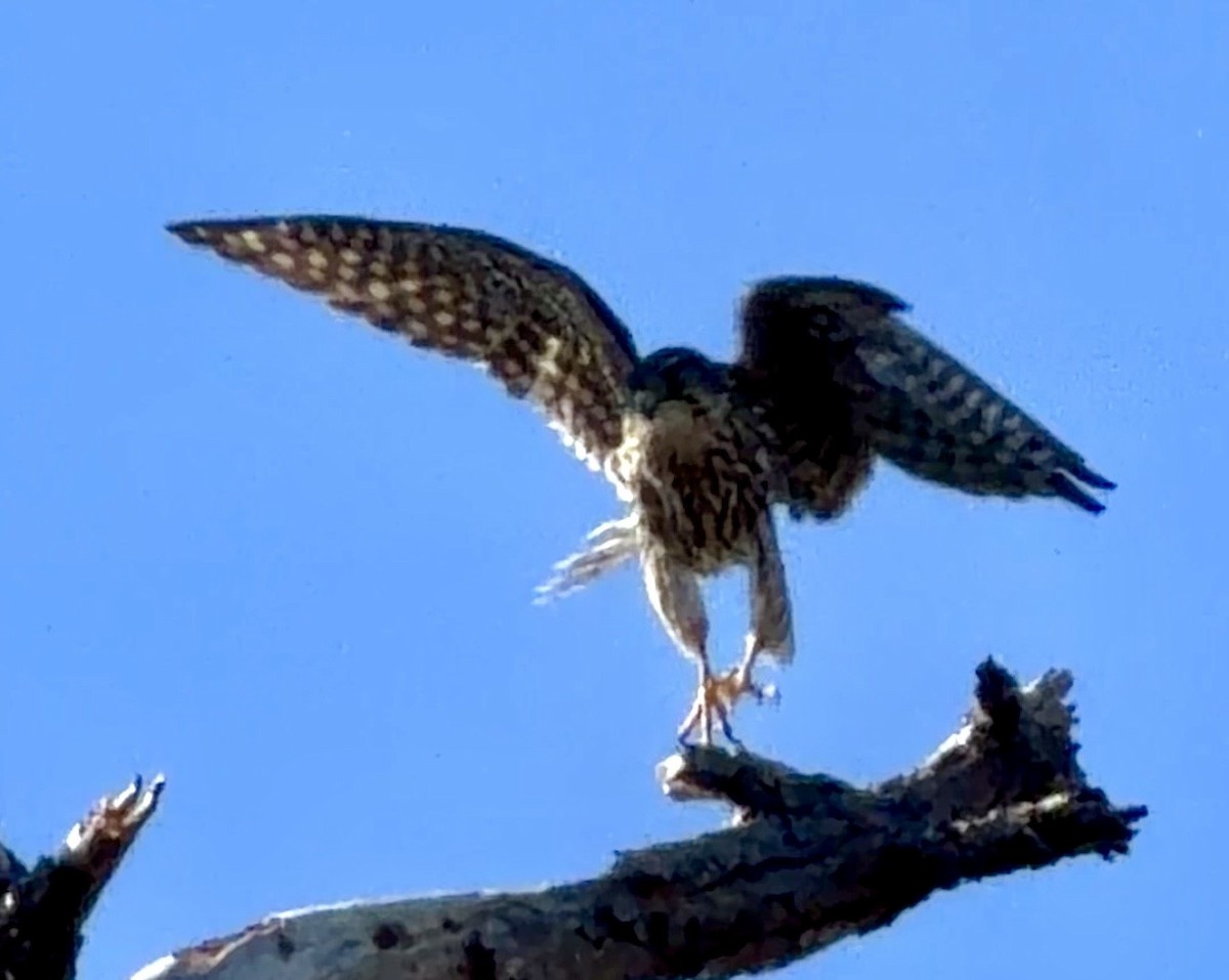 Merlin - ML646796305