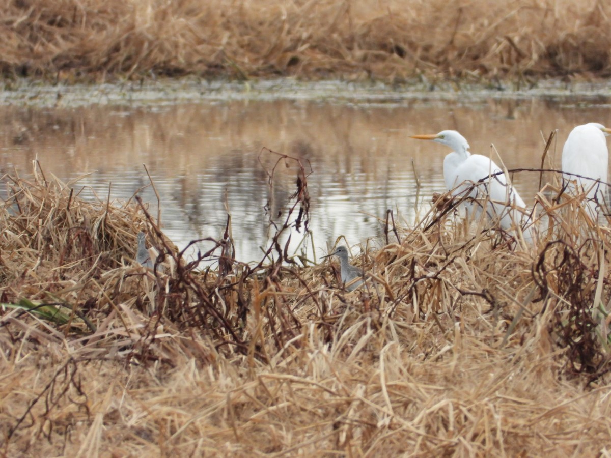 Greater Yellowlegs - ML646796307