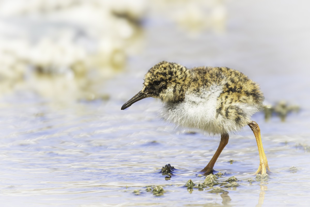 Пісочник андський - ML646796308