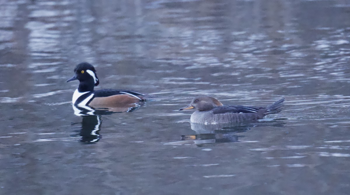 Hooded Merganser - ML646796309