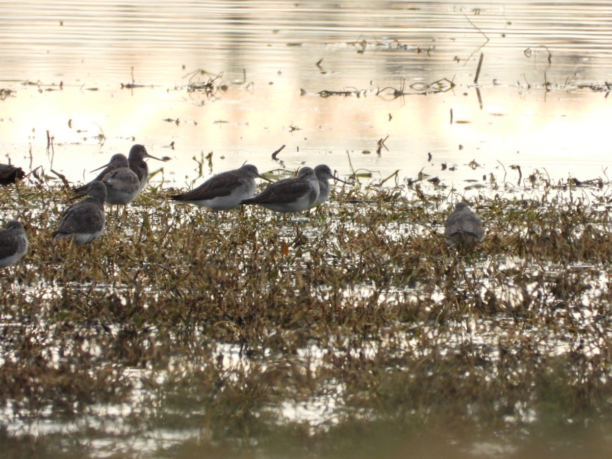 Greater Yellowlegs - ML646796310