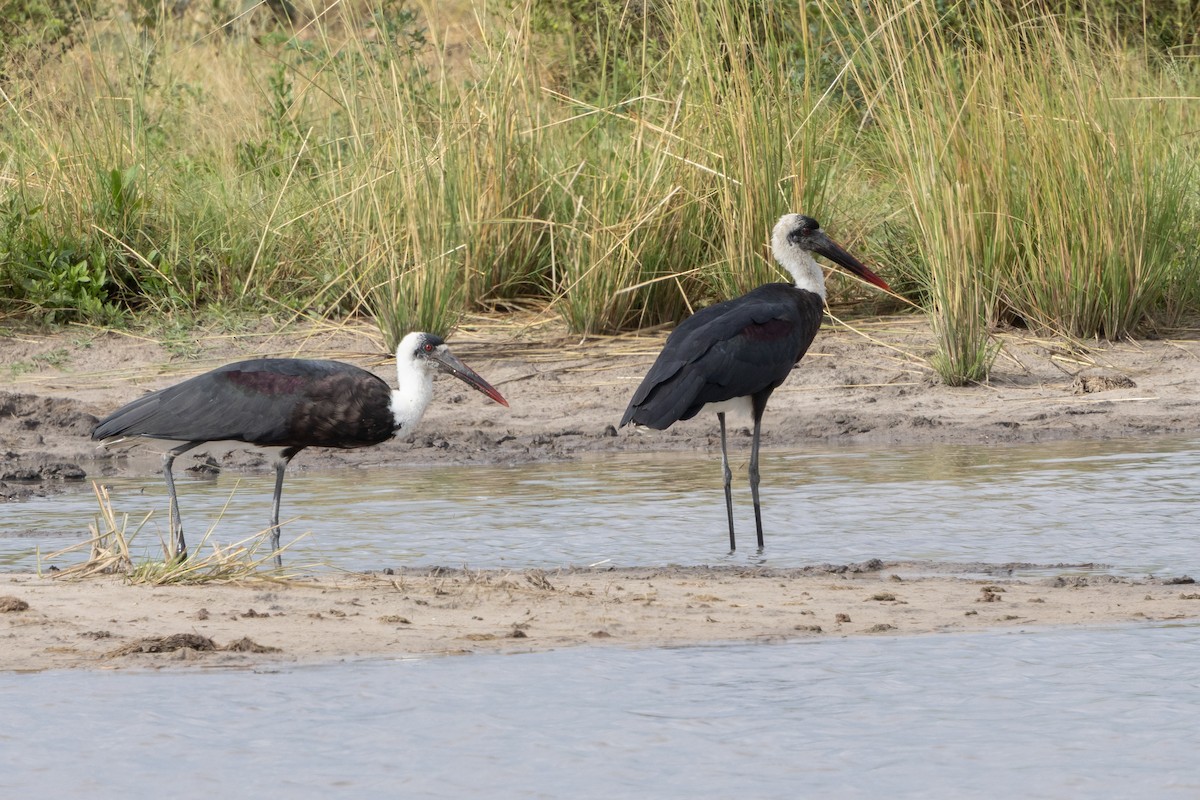African Woolly-necked Stork - ML646796311