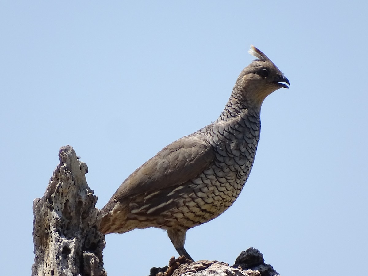Scaled Quail - ML646796313