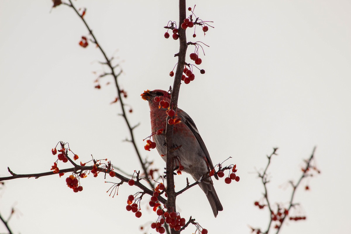 Hakengimpel - ML646796314