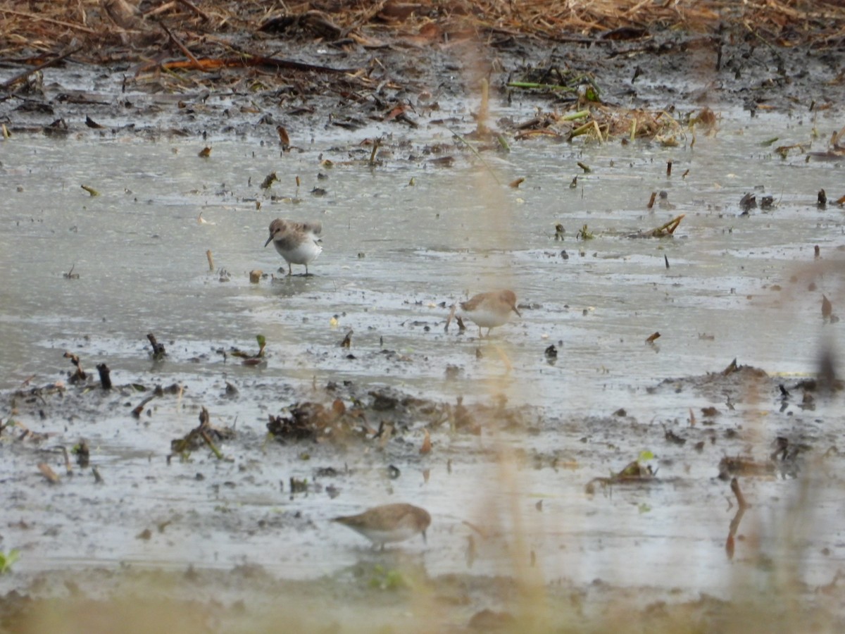 Least Sandpiper - ML646796315