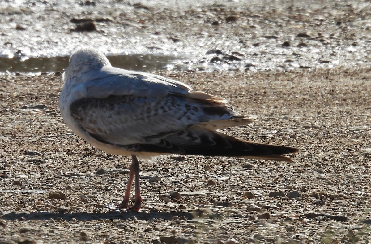 Ring-billed Gull - ML646796316