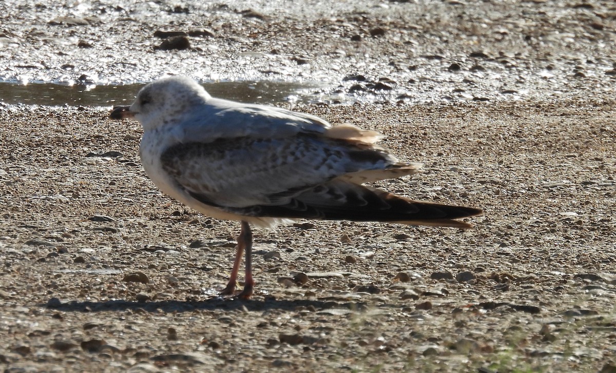 Ring-billed Gull - ML646796317