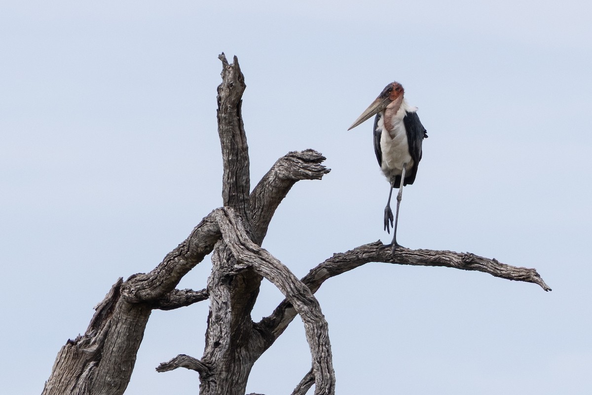 Marabou Stork - ML646796318