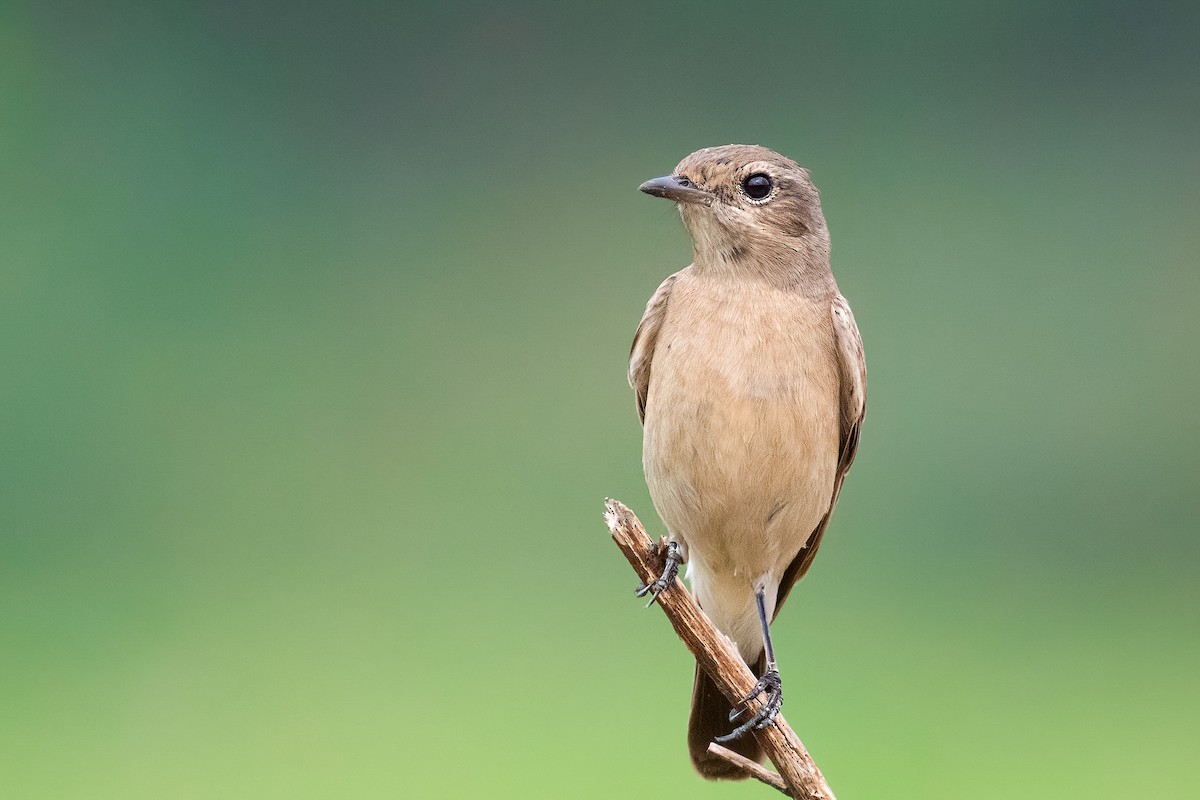 Pied Bushchat - ML646796322