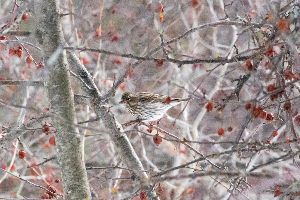 Cassin's Finch - ML646796324