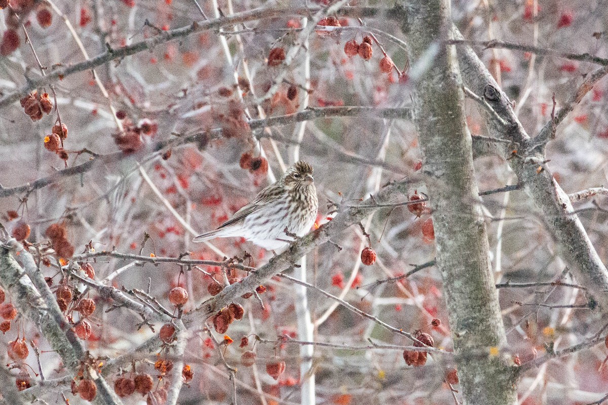 Cassin's Finch - ML646796325