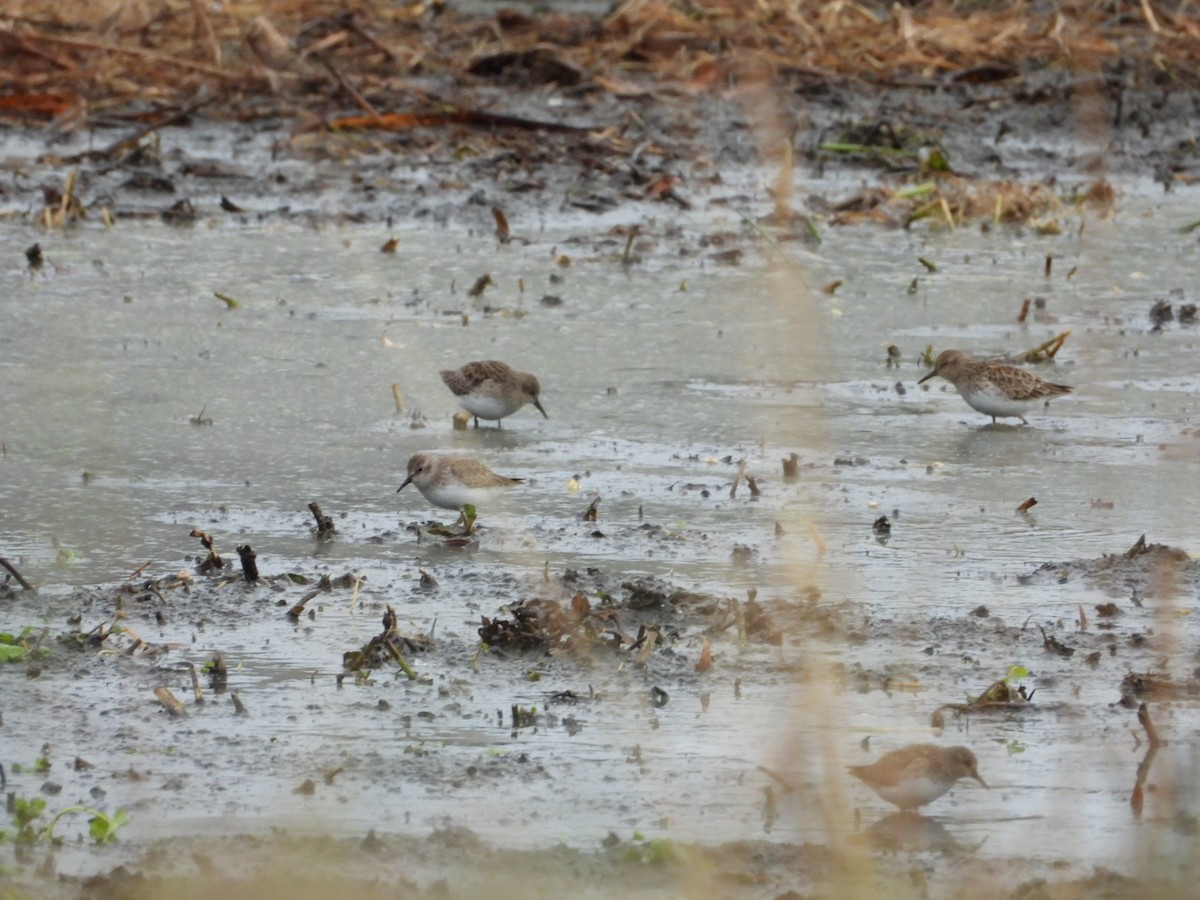 Least Sandpiper - ML646796326