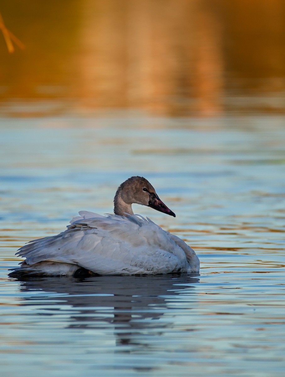 Tundra Swan - ML646796327